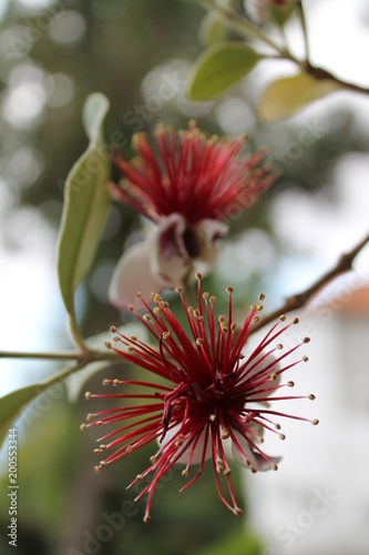 Fleur Rouge Photo Libre De Droits Sur La Banque Dimages