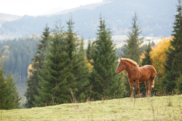 Brown horse grazing on the lawn on a background of mountains