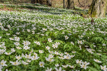 White forest flowers of primroses on a forest glade on a spring sunny day