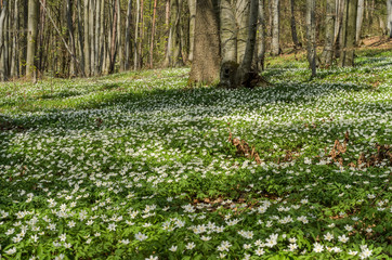 Obraz premium White forest flowers of primroses on a forest glade on a spring sunny day