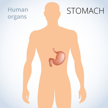 the location of the stomach in the body, the human digestive system