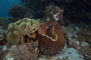 Soft corals and sea sponge. Picture was taken in the Ceram sea, Raja Ampat, West Papua, Indonesia