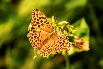 Schmetterling