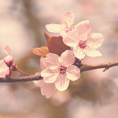 Beautiful flowering Japanese cherry Sakura. Season Background. Outdoor natural blurred background...