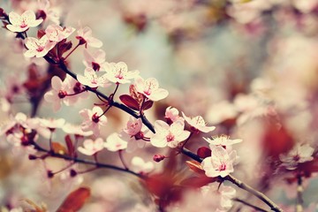 Beautiful flowering Japanese cherry Sakura. Season Background. Outdoor natural blurred background with flowering tree in spring sunny day.