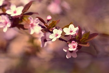 Fototapeta na wymiar Spring flowers. Beautifully blossoming tree branch. Cherry - Sakura and sun with a natural colored background.