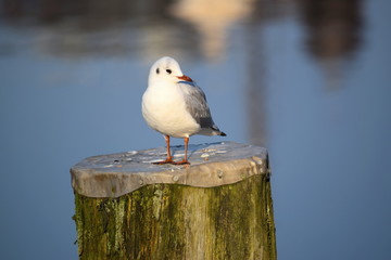 Hafenspaziergang in Husum an der Nordsee