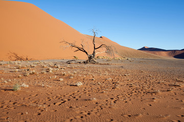 Albero secco nel deserto Namibiano