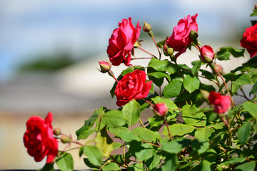 Obraz premium Red roses blooming in the garden
