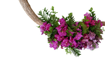 Tropical leaves and purple vanda orchid flowers, floral arrangement on tree twig isolated on white background, clipping path included.