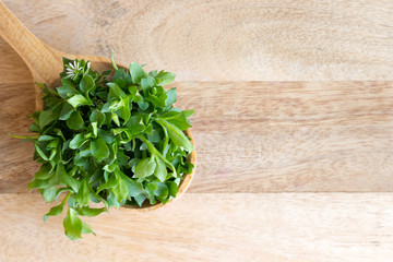 Chickweed on a wooden spoon with copy space