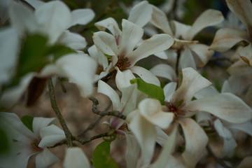 Blume
