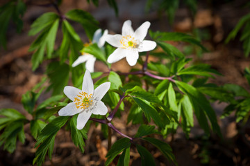 Wiosenny Zawilec gajowy