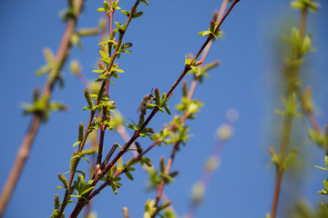 Bee on willow branch on april