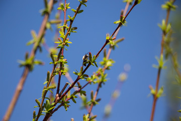 Bee on willow branch on april