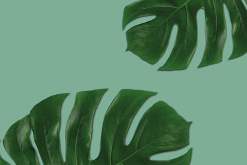 Graphic composition of leaves