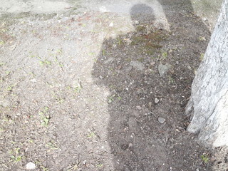 first green plants after winter