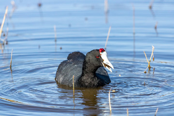 Red-knobbed coot