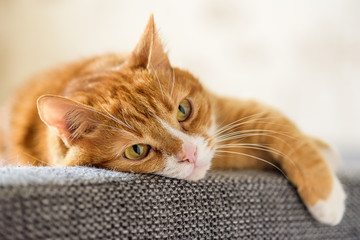 red cat lying on the couch