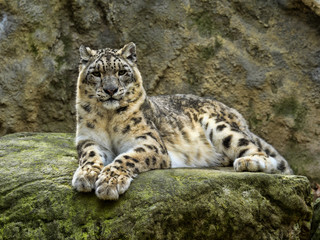 Fototapeta na wymiar Snow leopard, Uncia ucia, like to lie on boulders