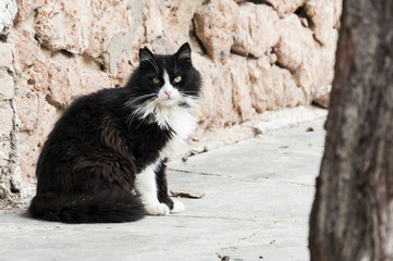 Gato en la calle