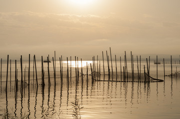 Obraz premium Cañas en la albufera