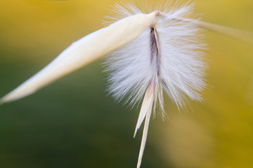 White fuzz flower, plant macro photography.