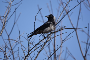 bird