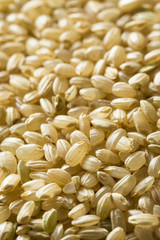 Obraz premium Raw Organic Short Grain Brown Rice