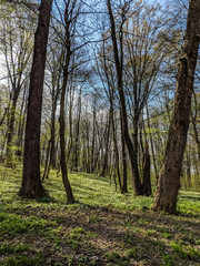 Naklejka premium City park in the spring season