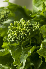 Raw Green Organic Broccoli Rabe