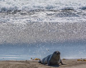 Fototapeta premium Elephant seals on beach near San Simeon California