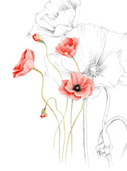 watercolor drawing of a poppy, graphics and color, processed in the program