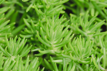 Succulent plant. Top view.