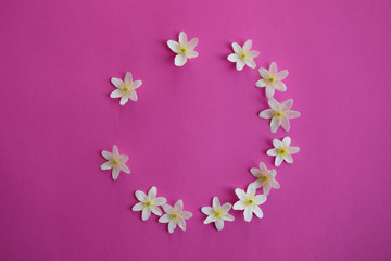 Floral frame for greeting and birthday cards with white wood anemone and pink background