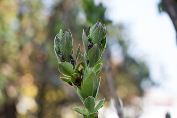 blossom branch of lilac on spring