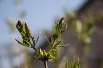 blossom branch of lilac on spring