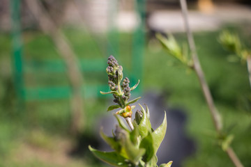 blossom branch of lilac on spring