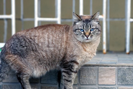 gray big cat is standing on the doorstep of a house on the street