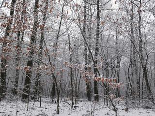 winter forest in Poland