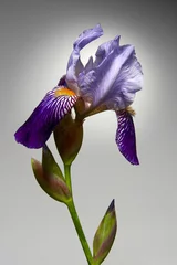 Gordijnen blue iris © Валерий Шейкин
