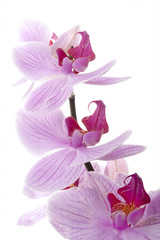 orchid