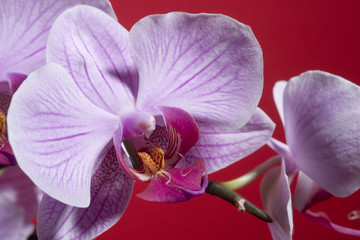 orchid