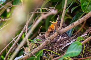 Pair of hungry baby blackbirds in the nest
