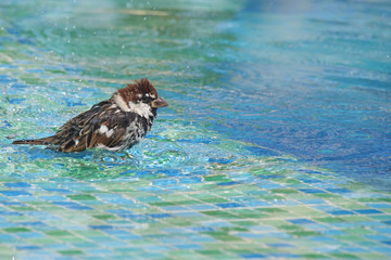Male sparrow bathing in a swimming pool