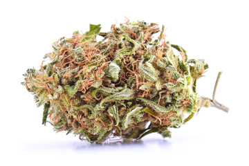 Medical marijuana bud isolated on white background. Therapeutic and medicinal cannabis weed close up
