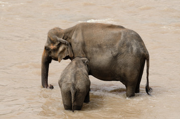 Fototapeta na wymiar Elephant orphanage Pinnawela in Sri Lanka. Animals bathing in the river. Tourist hot spot