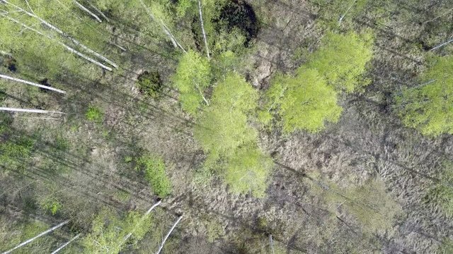 Aerial view from drone on the birch wood in the summer sunny day