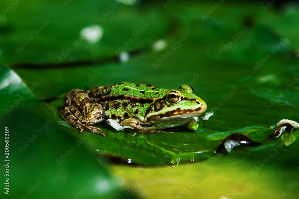 Wall mural toad on a green leaf