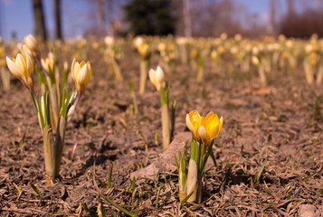 spring flowers